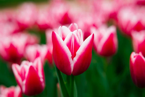 Pink Tulip Head Focus Tulip Wallpaper Canvas Print Photo Spring — Photo
