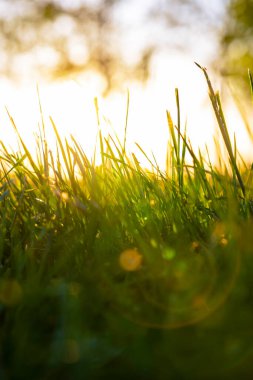 Çözülmüş otlar ya da ekinler dikey arkaplan fotoğrafı. Doğa ya da çevre arkaplan fotoğrafı.