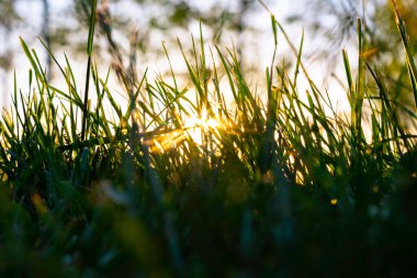 Gün batımında doğrudan güneş ışığı alan otlar ya da ekinler. Doğa fotoğrafı. karbon net sıfır veya karbon nötralite kavramı.