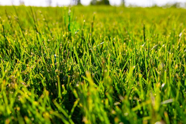 Gräser Oder Feldfrüchte Fokus Hintergrundbild Natur Oder Umwelt Carbon Net — Stockfoto