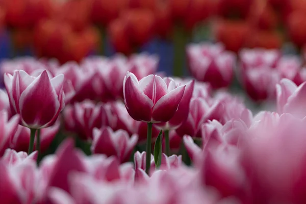 Pink tulip wallpaper or canvas print photo. Tulips in focus. Spring blossom. Selective focus on background.