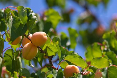 Apricots on the tree. Healthy fruit cultivating in orchards. Raw fruits on trees. Apricot producting in Malatya Turkey.