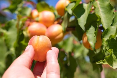 Man collecting or harvesting apricots from tree in summer in an orchard. Fruit producing concept photo.