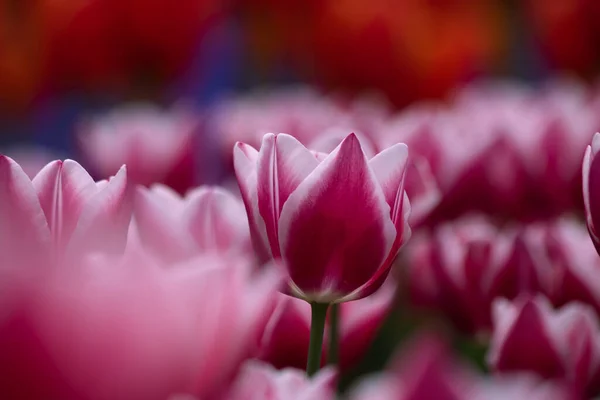Tulip wallpaper or canvas print photo. Pink tulip in focus. Spring blossom background photo.