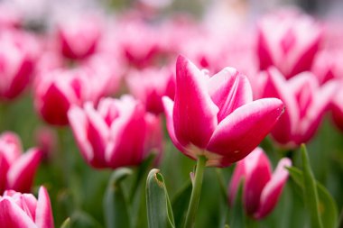 Pink tulip wallpaper or canvas print photo. Spring blossom concept. Selective focus on the tulips.