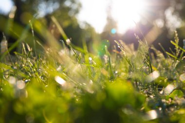 Odaklanmamış bulanık çimenler ya da doğal arka plan fotoğrafı. Karbon net sıfır konsepti. Çimenler ya da toprak seviyesinden gelen ekinler.