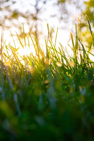 Sunlight Grasses Crops Ground Level Focus Nature Background Photo Carbon — стоковое фото