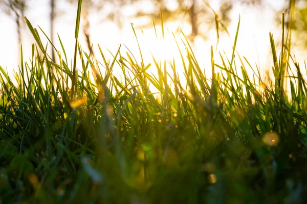 Grasses Crops Sunlight Lens Flares Ground Level Carbon Net Zero — стоковое фото