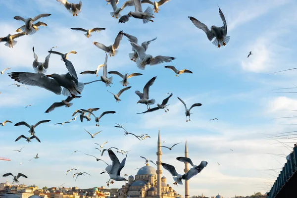 Istanbul Seagulls Seagulls Yeni Cami New Mosque Eminonu Travel Istanbul — ストック写真