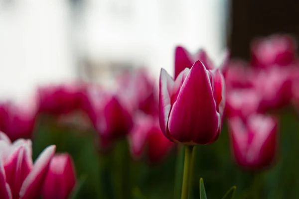 Spring wallpaper or canvas print photo. Moody pink tulip photo. Spring blossom concept.