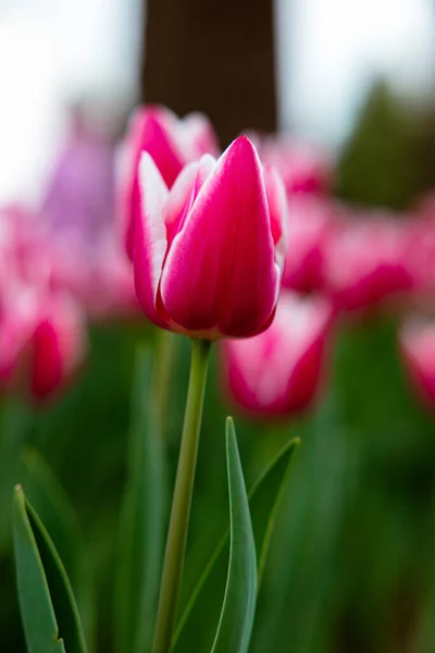Tulip canvas print or wallpaper vertical photo. Pink tulip background photo. Spring blossom concept.