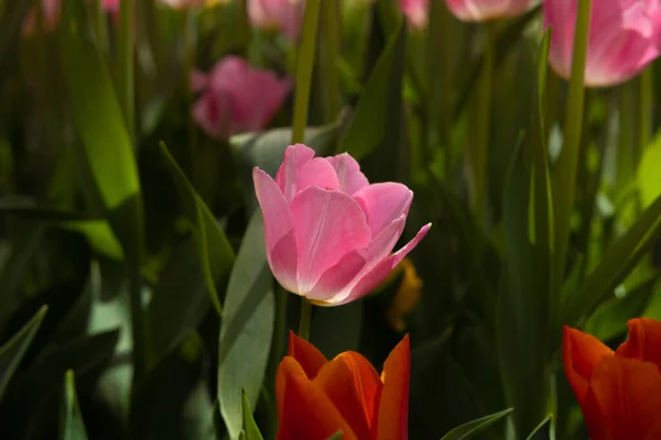 Tulip Wallpaper Photo Printable Pink Tulip Photo Spring Blossom Background — Fotografia de Stock