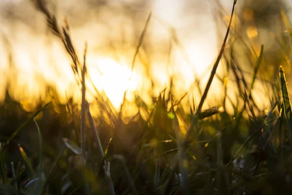 Defocused Grasses Crops Sunset Ground Level Carbon Net Zero Carbon — стоковое фото