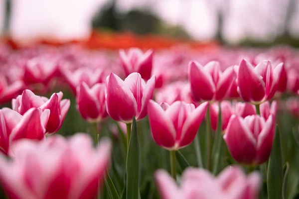 Tulip canvas print photo. Pink tulips in the park in spring. Spring bloom concept.
