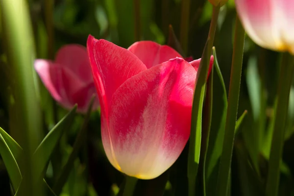 Pink Tulip Wallpaper Canvas Print Photo — Fotografia de Stock