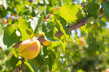 Apricot on the branch. Organic fruit production concept photo. Apricot production in Malatya Turkey.