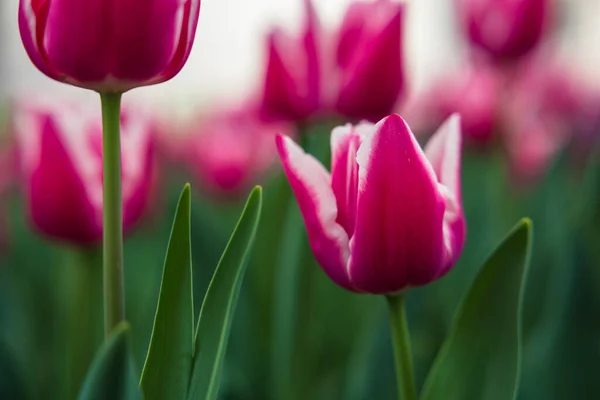 Pink Tulip Tulip Photo Canvas Print Wallpaper Spirng Blossom Concept — Foto de Stock