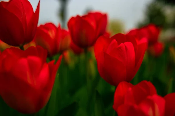 Red tulips. Printable or canvas print tulip photo. Spring blossom background.