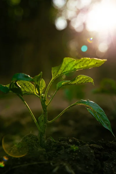 Plant growth. A little plant with sunlight and lens flare with bokeh. Economy or carbon net zero or ecology or growing or development concept vertical photo.