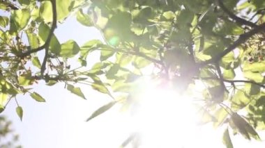 Sunshine through the leaves. Earth day or carbon net zero concept. Ecology or environment or nature or wellness or freshness or peace background 4k video.