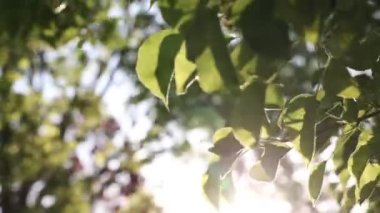 Earth day concept video. Leaves and sunlight. Nature or carbon neutrality video. Windy weather and trees in close up view.