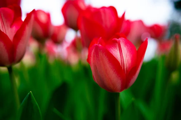 Spring Flowers Red Tulip Focus Tulip Canvas Print Photo Spring — Stock Photo, Image
