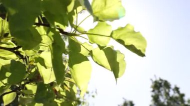 Swaying leaves in windy weather and direct sunlight. Nature or ecology or environment or freshness or wellness or carbon neutrality concept video.