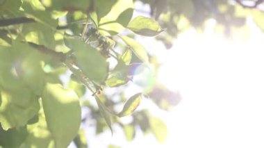 Swaying leaves and direct sunlight through the branches. Wellness or freshness concept video. Nature or environment or summer or ecology or carbon net zero background video.