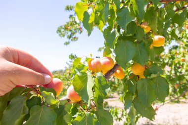 Fruit harvesting. Man harvesting the apricots on the tree. Organic raw food production concept photo.
