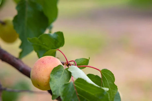 Apricot on the branch in focus. Fruit production background photo. Apricot tree.