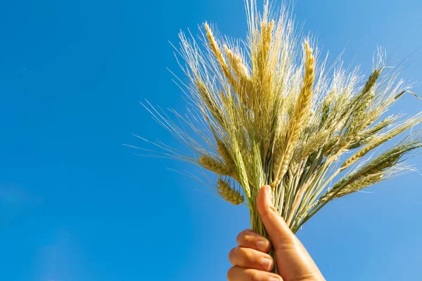 Food freedom concept. Woman holding ears of wheat on the hand against the blue sky background. farming or agriculture background photo.