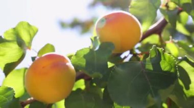 Apricots on the branch and direct sunlight. Organic raw fruit background video. apricot production in Malatya Turkey. Vegan foods concept.