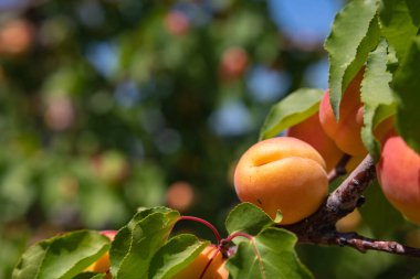 Apricots on the tree in focus. Organic fruit production concept photo. Apricot production in Malatya Turkey.
