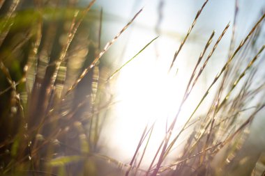 Defocused crops or grasses with direct sunlight. Nature background photo. Carbon neutrality or carbon net zero concept.