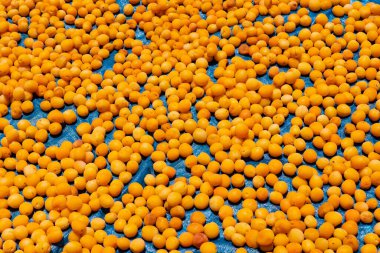 Apricots drying on the ground. Dried fruit production background photo. apricot production in Malatya Turkey.