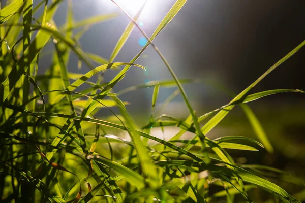 Травы Посевы Фокусе Прямым Солнечным Светом Блики Линзы Боке Углеродная — стоковое фото