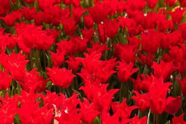 Beautiful red tulips in spring. Spring blossom background photo. tulips in the park.
