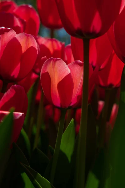 Little Tulip Tulip Field Focus Summer Blossom Concept Flower Canvas — Stock Photo, Image