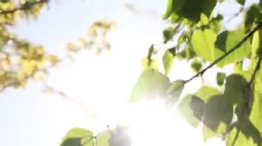 Sunlight and trees in windy day. Nature or earth day concept video. Swaying leaves and direct sunlight.