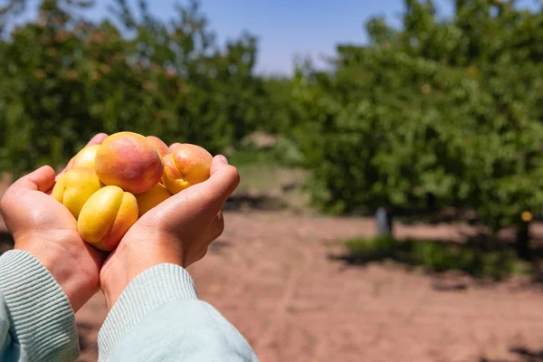 Vegan food production. a handful of apricots in orchard or farm. Apricot production background photo.