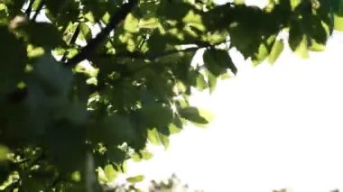 Sunshine through the leaves in summer. Nature or environment or carbon neutrality or carbon net zero concept video. 