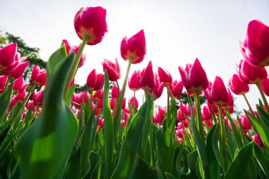 Tulips photo. Wide angle view of pink tulips from below. Spring blossom background.