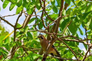 Portrait of a jay perched on the branch. Ornithology background photo.