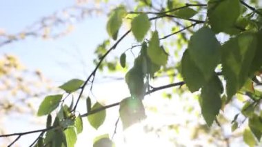 Earth Day concept video. Swaying leaves on the wind with direct sunlight. Nature or environment or ecology or swaying tree or spring background video.