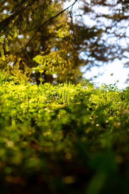 Little plants on the forest ground. Carbon neutral or Carbon net zero concept photo. Grasses or plants background vertical photo.