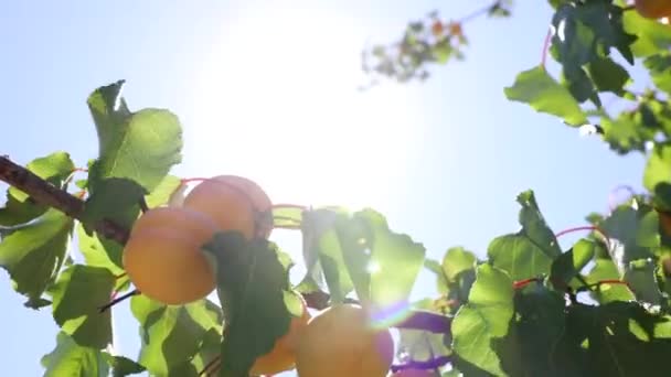 Organic Fruit Concept Video Apricots Tree Direct Sunlight Vegan Foods — Vídeos de Stock