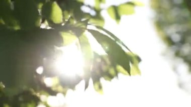 swaying leaves and direct sunlight. Earth day background video. Nature or environment concept 4k video. Selective focus. handheld camera effect.
