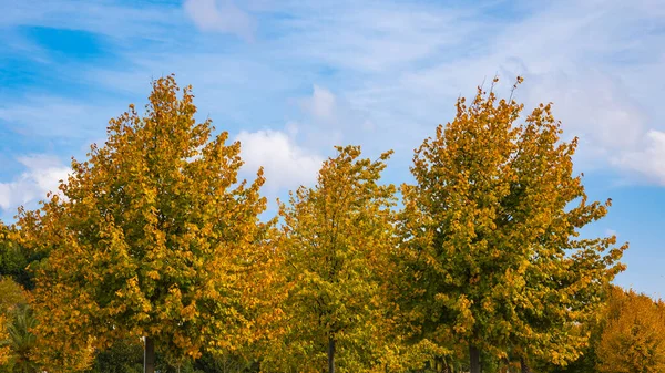 Autumn or fall background. Yellow and orange leaves on the tree with partly cloudy sky background.