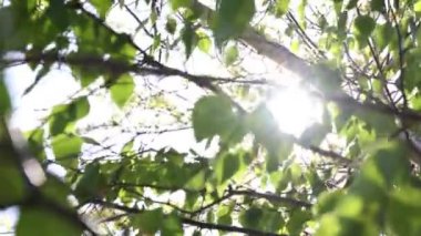 Swaying leaves and direct sunlight. Nature or earth day concept 4k video. Trees in the summer. 