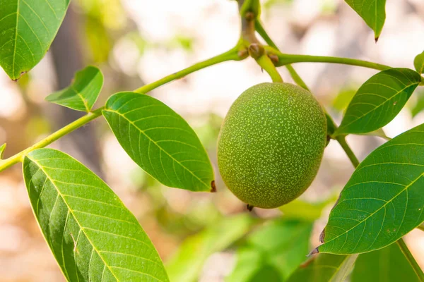 Walnut tree. A raw walnut on the tree. Fruit production background photo. Organic vegan foods.